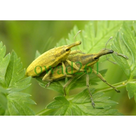 Lixus iridis Olivier, 1807 Kulczanka kosaćcówka